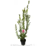 Callistemon Bronwen - Plant photo