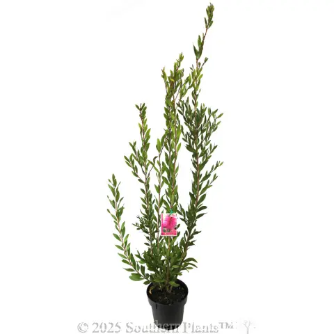 Callistemon Bronwen