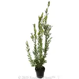 Callistemon Bronwen - Alternate photo