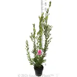 Callistemon Bronwen - Product photo