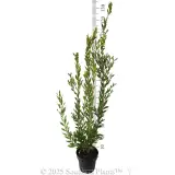 Callistemon Bronwen - Reference photo