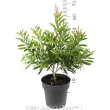 Bottlebrush Candy Burst™ - Reference photo