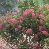 Bottlebrush Candy Burst™ - Detail