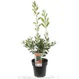 Callistemon Endeavour - Plant photo