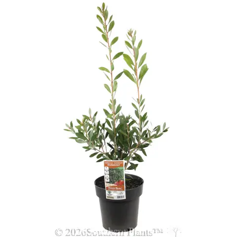 Callistemon Endeavour