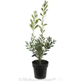 Callistemon Endeavour - Alternate photo