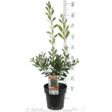 Callistemon Endeavour - Product photo