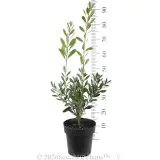 Callistemon Endeavour - Reference photo