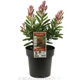 Bottlebrush Fluro Burst™ - Plant photo