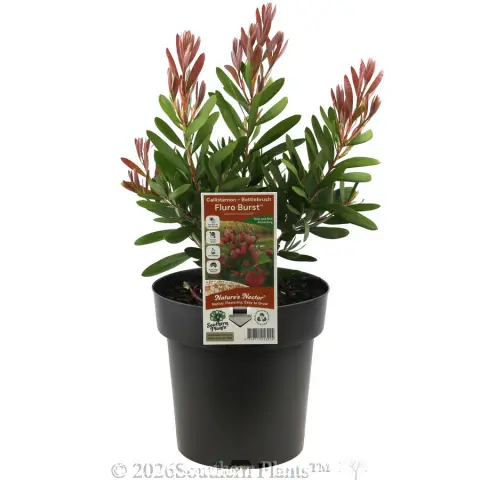 Bottlebrush Fluro Burst™