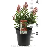 Bottlebrush Fluro Burst™ - Product photo