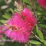 Bottlebrush Fluro Burst™ - Detail