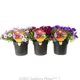 Million Bells - Plant photo