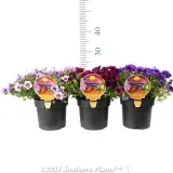 Million Bells - Product photo