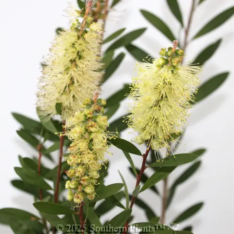 Bottlebrush Icy Burst™
