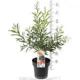 Kings Park Special Bottlebrush - Product photo