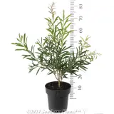 Kings Park Special Bottlebrush - Reference photo