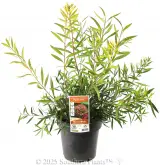 Callistemon Perth Pink - Plant photo