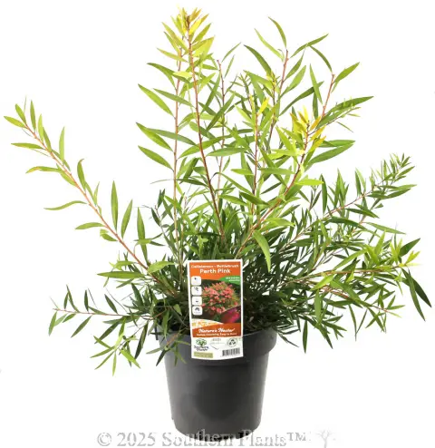 Callistemon Perth Pink