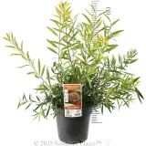 Callistemon Perth Pink - Product photo