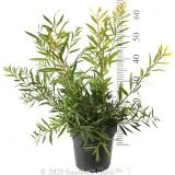 Callistemon Perth Pink - Reference photo