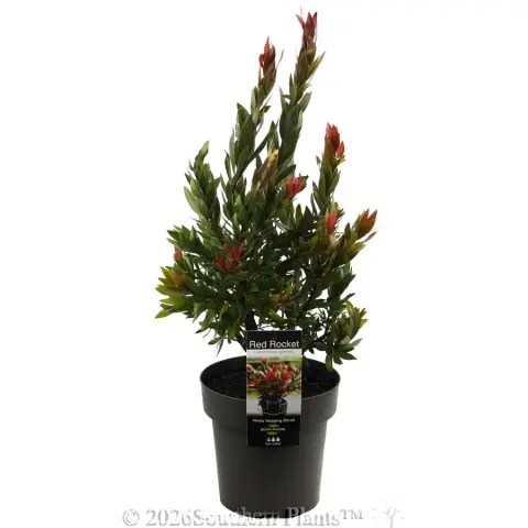 Callistemon Red Rocket
