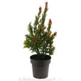 Callistemon Red Rocket - Alternate photo