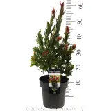 Callistemon Red Rocket - Product photo