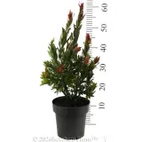 Callistemon Red Rocket - Reference photo