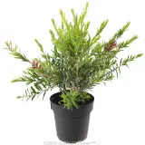 Bottlebrush Slim™ - Alternate photo