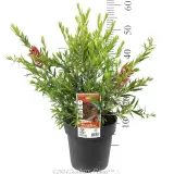 Bottlebrush Slim™ - Product photo