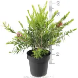 Bottlebrush Slim™ - Reference photo