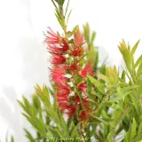 Bottlebrush Slim™ - Detail photo