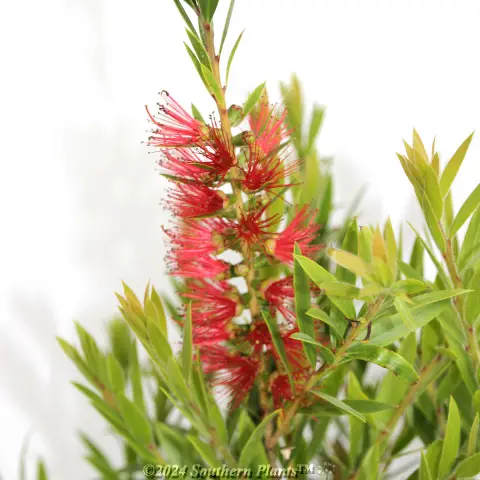 Bottlebrush Slim™