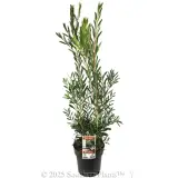 Snow Burst™ Bottlebrush - Plant photo