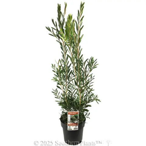 Snow Burst™ Bottlebrush