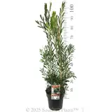 Snow Burst™ Bottlebrush - Product photo