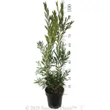 Snow Burst™ Bottlebrush - Reference photo