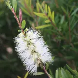 Snow Burst™ Bottlebrush - Detail