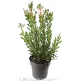 Bottlebrush Sweet Burst™ - Alternate photo