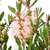 Bottlebrush Sweet Burst™ - Detail photo