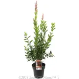Callistemon Western Glory - Plant photo