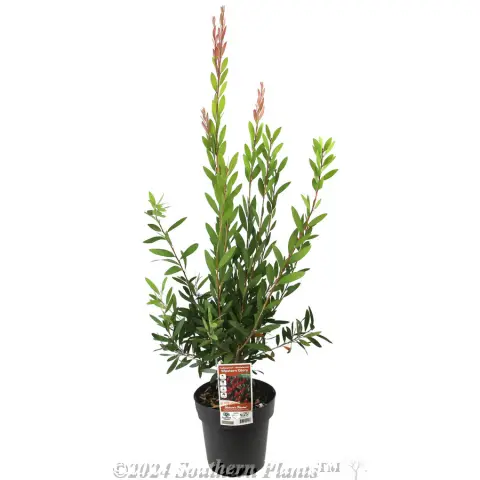 Callistemon Western Glory