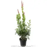 Callistemon Western Glory - Alternate photo