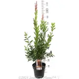 Callistemon Western Glory - Product photo