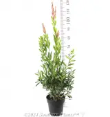 Callistemon Western Glory - Reference photo