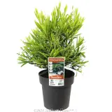 Callistemon Wilderness White - Plant photo
