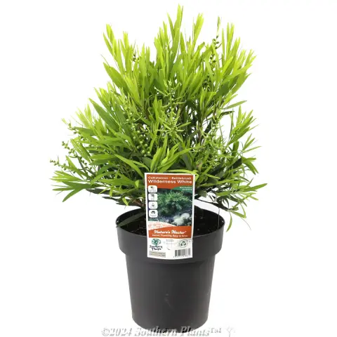 Callistemon Wilderness White