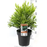 Callistemon Wilderness White - Product photo