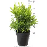 Callistemon Wilderness White - Reference photo